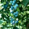 Alpha Sunshine Blue Blueberry -Garden Supplies Sales 2024 shutterstock 447173914 1