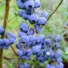 Alpha Bluegold Blueberry -Garden Supplies Sales 2024 shutterstock 460547209
