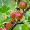 Jahn's Prairie Gooseberry -Garden Supplies Sales 2024 shutterstock 466143932
