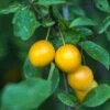 Mirabelle De Nancy European Plum -Garden Supplies Sales 2024 shutterstock 475989046