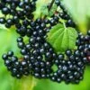 Adams Elderberry -Garden Supplies Sales 2024 shutterstock 524234776
