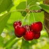 Glacier Cherry -Garden Supplies Sales 2024 shutterstock 559155565
