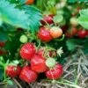 Capron Musk Strawberry 2 Capron Musk Strawberry -Garden Supplies Sales 2024 shutterstock 56673937