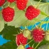 Cascade Delight Raspberry 1 Cascade Delight Raspberry -Garden Supplies Sales 2024 shutterstock 56724127