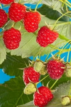 Cascade Delight Raspberry Bundle (5 Plants)