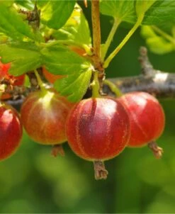 Captivator Gooseberry