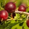 Hinnomaki Red Gooseberry -Garden Supplies Sales 2024 shutterstock 619589141 1