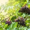 Haschberg Elderberry 2 Haschberg Elderberry -Garden Supplies Sales 2024 shutterstock 650694826