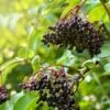 Sampo Elderberry 1 Sampo Elderberry -Garden Supplies Sales 2024 shutterstock 650694832 1