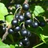Kirovchanka Black Currant 1 Kirovchanka Black Currant -Garden Supplies Sales 2024 shutterstock 652922467