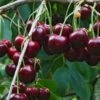 Tehranivee Cherry 1 Tehranivee Cherry -Garden Supplies Sales 2024 shutterstock 672977416
