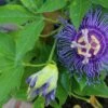 Passiflora Maypop -Garden Supplies Sales 2024 shutterstock 687434260