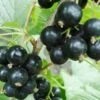 Hilltop Baldwin Black Currant