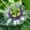 Black Knight Passiflora -Garden Supplies Sales 2024 shutterstock 744206440