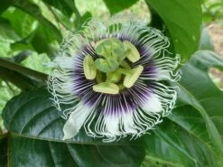 Black Knight Passiflora