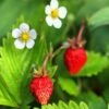 Mignonette Strawberry 2 Mignonette Strawberry -Garden Supplies Sales 2024 shutterstock 79496968