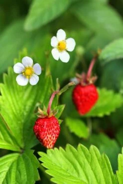Mignonette Strawberry