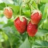 Eversweet Strawberry Bundle (3 Packs) -Garden Supplies Sales 2024 shutterstock 79541821 1d8a6bb2 21ef 4e8d 9f7f 3f2f779f59e6