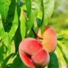 Saturn Peach -Garden Supplies Sales 2024 shutterstock 81081247