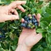 Alpha Brunswick Maine Blueberry -Garden Supplies Sales 2024 shutterstock 92554873 1