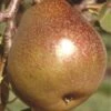 Honey Sweet European Pear