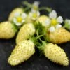 Yellow Alpine Strawberry -Garden Supplies Sales 2024 shutterstock image 1 1 1