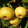 Kikisui Asian Pear 1 Kikisui Asian Pear -Garden Supplies Sales 2024 shutterstock image 2 1