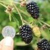 Prime Ark Traveler Thornless Blackberry -Garden Supplies Sales 2024 shutterstock image 5 1