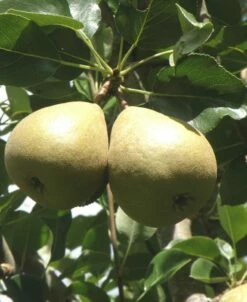 Barnett European Perry Pear