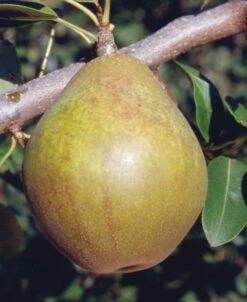 Warren European Pear