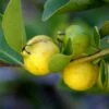 Lemon Guava -Garden Supplies Sales 2024 shutterstock image 81 1