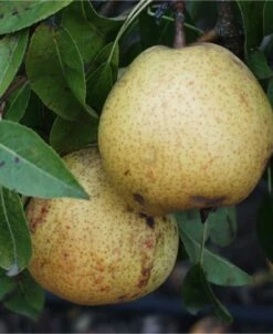 White Doyenne European Pear