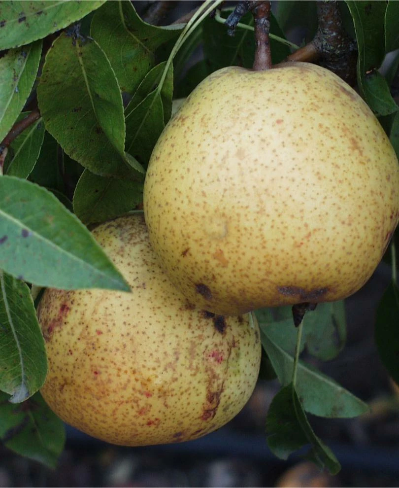 White Doyenne European Pear 3 White Doyenne European Pear