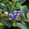 Bushel And Berry® Silver Dollar® Blueberry -Garden Supplies Sales 2024 sildol