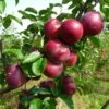 Spartan Apple 1 Spartan Apple -Garden Supplies Sales 2024 spartan apple tree p94 984 zoom