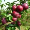 Honeycrisp And Spartan Apple Bundle (3 Trees) -Garden Supplies Sales 2024 spartan apple tree p94 984 zoom 1024x1024 b9308095 4f6d 4618 af72 d48accb7619a