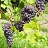 St. Theresa Seedless Grape -Garden Supplies Sales 2024 st theresa grape 1
