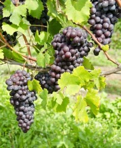 St. Theresa Seedless Grape