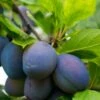Combo European Plum Tree (4 Varieties) -Garden Supplies Sales 2024 stanley plum 2
