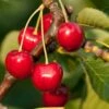 Stella Cherry -Garden Supplies Sales 2024 stella cherry