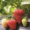 Albion Strawberry Bundle (3 Packs) -Garden Supplies Sales 2024 strawberries e401 albion 1 99305b6d ae90 4c64 8d2f f071d1c25fc1