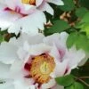 Paeonia Suffruticosa Peony -Garden Supplies Sales 2024 suffruticosa