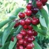 Sweetheart Cherry -Garden Supplies Sales 2024 sweetheart cherry 1 1