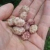 Sweet Lavender Mulberry -Garden Supplies Sales 2024 sweetlav