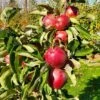 Tasty Red™ Urban® Columnar Apple 2 Tasty Red™ Urban® Columnar Apple -Garden Supplies Sales 2024 tasty red 1 1