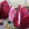 Tinkerbelle Magnolia 1 Tinkerbelle Magnolia -Garden Supplies Sales 2024 tbm