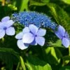 Tellers Blue Hydrangea -Garden Supplies Sales 2024 tellers blue 1