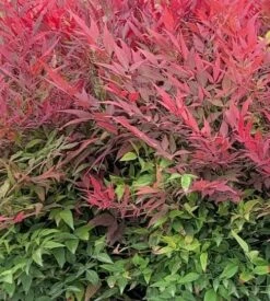 Alpha Tuscan Flame Heavenly Bamboo