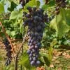 Joy Seedless Grape -Garden Supplies Sales 2024 tgjoy 600x400 1