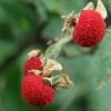 Thimbleberry -Garden Supplies Sales 2024 thimbleberry